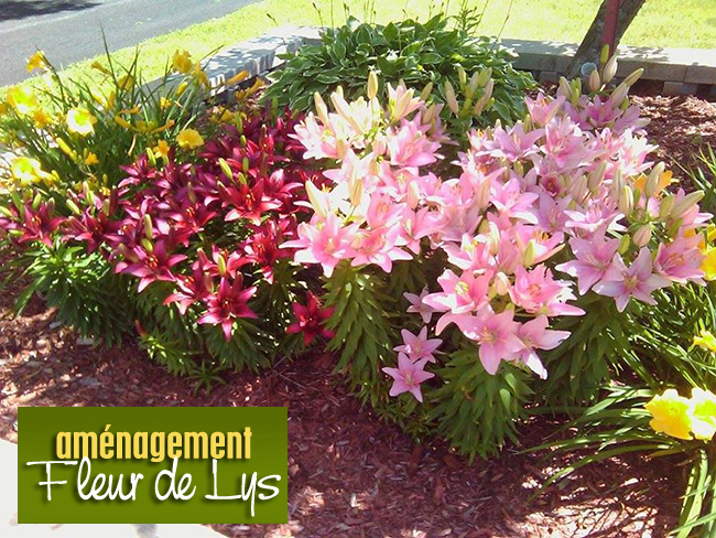 Aménagement Fleur De Lys   Paysagiste